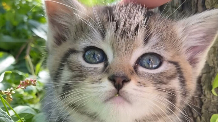 Ngakak! Si kucing jalanan salah makan rumput pahit sampai ngeluarin muka kesakitan!