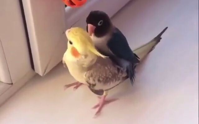 Wang Family’s Exclusive Steed