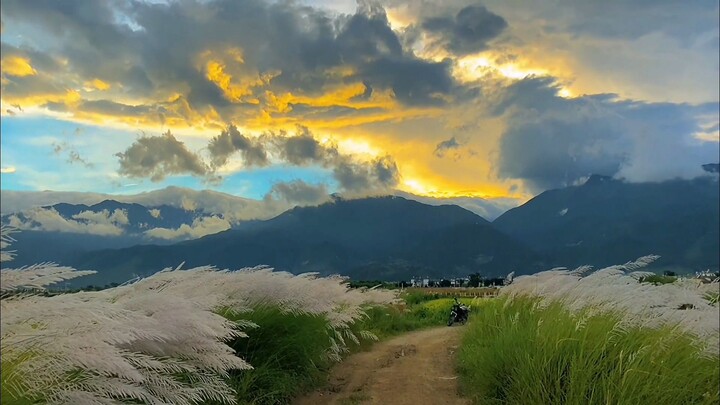 petal_20230317_114633