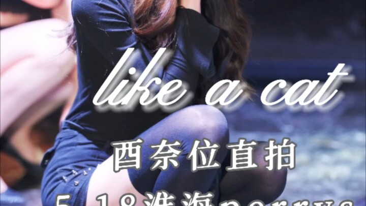 【AOA】Isn’t this kitten too well behaved?