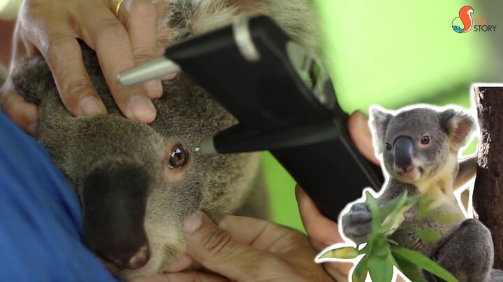 Adorable eyes of the Koalas : โคอาลา น๊องงงตาหวาน