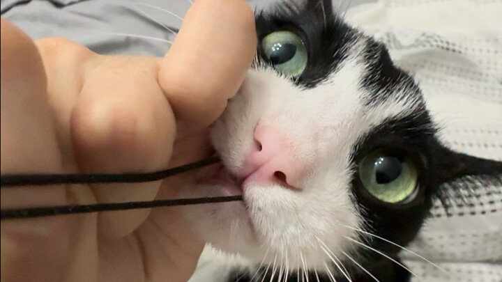 Bạn có biết ý nghĩa hoa ngữ của que chọc mèo không?