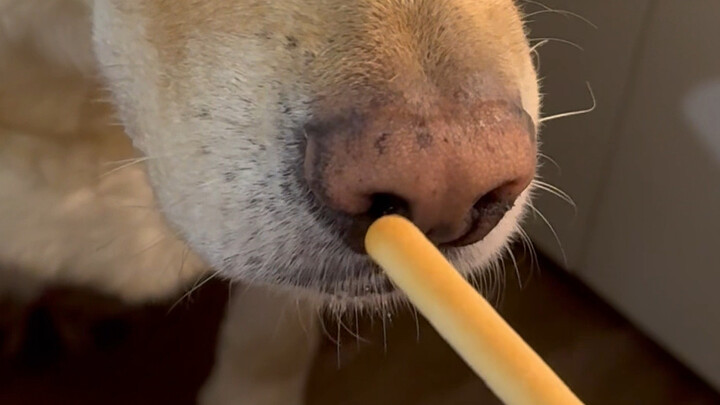 How can a dog love finger biscuits this much???