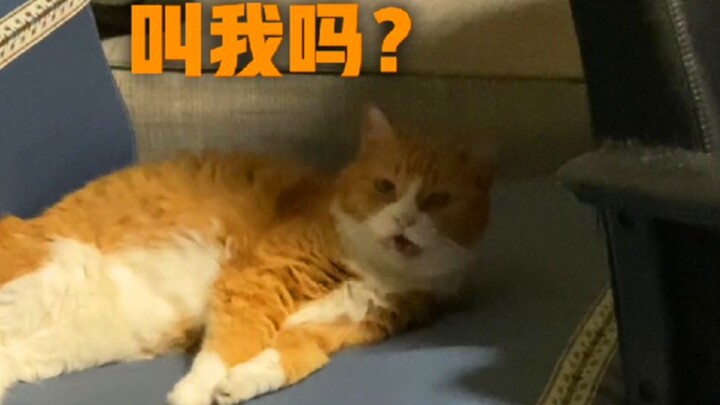 Khi bạn chuẩn bị đi ngủ, còn mèo của bạn thì vừa mới thức dậy