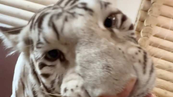 🦓: Some things are fine as long as you know them yourself 🥲