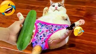 Funny Dogs And Cats Videos 2024 😅 - Best Funniest Animal Videos Of The week #63