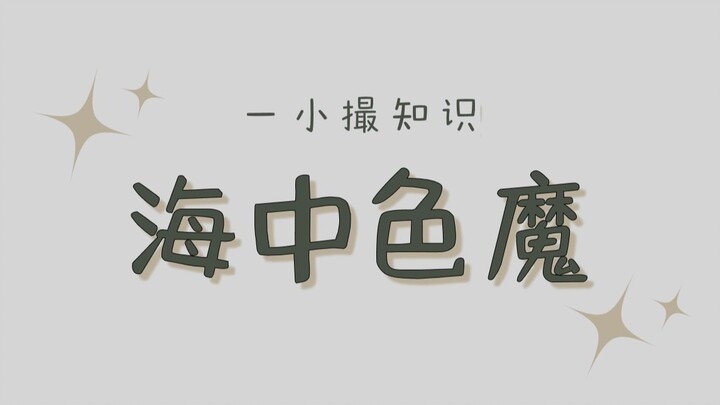 Loài cá heo này rất đáng sợ, ngay cả con người cũng là đối tượng để chúng trút giận.