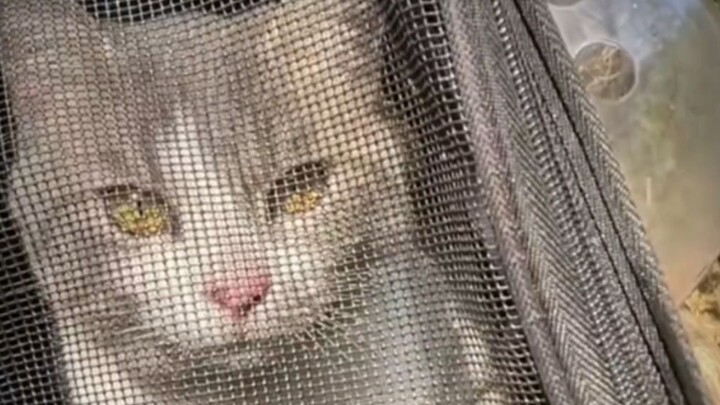 Mèo con: Bạn có biết rút một tấm da nguyên bản khó đến thế nào không?