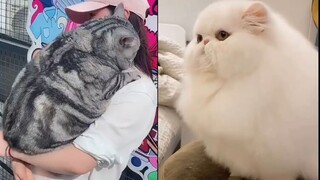 Some people just don't listen to advice and insist on raising cats like pigs