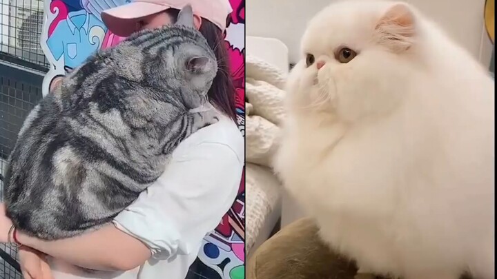 Some people just don't listen to advice and insist on raising cats like pigs