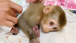 So Smart Baby Monkey Maya Sleep For Dad Wearing Diaper, Dad Feed Some Lotus For Maya