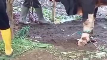 udah di potong lehernya bangun lagi 😱😱