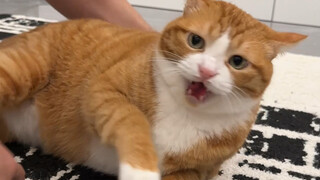 Kittens that resist are more fun
