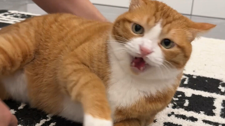 Anak kucing yang melawan lebih menyenangkan