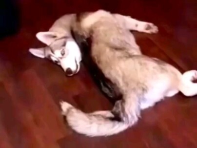 Pulang ke rumah dan ternyata kepala Husky-ku sudah dipelintir sampai putus!