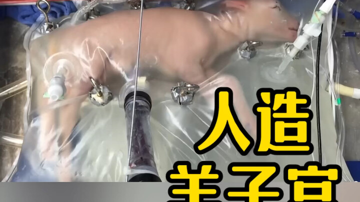 Little Sheep in a Transparent Bag