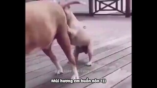 Nhức Nách Với Độ Mặn Của Bọn Thú Cưng 2 _ Siêu Thú Cưng