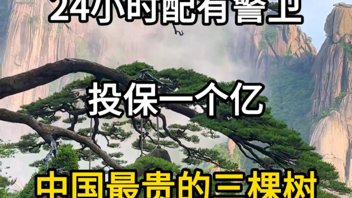 Ba cây đắt nhất Trung Quốc, bạn đã từng nhìn thấy chưa? #DânChơiDuLịch #ĐạiSứDuLịch #CẩmNangDuLịch #