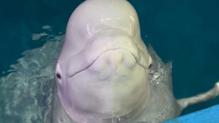 Xiao Hei doesn’t like eating ice cubes, but he still pretends to enjoy them.