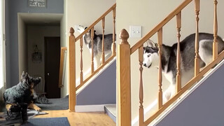 Coward! Husky bluffs but was frightened by a wolf dog