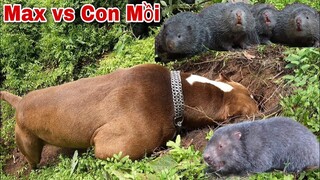 PitBull Thợ Săn Đánh Hơi Truy Tìm Con Mồi Khổng Lồ Hung Dữ | Săn Bắt Ẩm Thực Vùng Cao