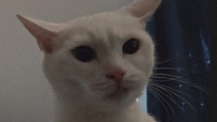 Suddenly startled the cat—will it get mad?