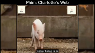 Tóm tắt phim: Charlotte's Web #reviewphimhay