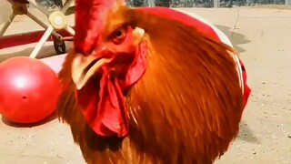 只有真爱粉真ikun进来，小黑子绕道