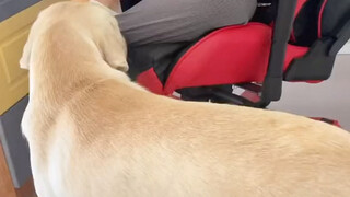 The dog seems to have forgotten that he has grown up