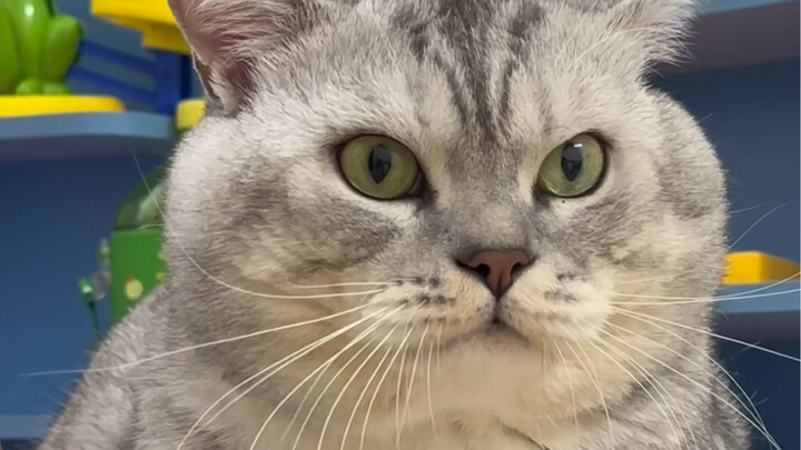 Đại Tráng thấy rau xanh là muốn ăn ngay.