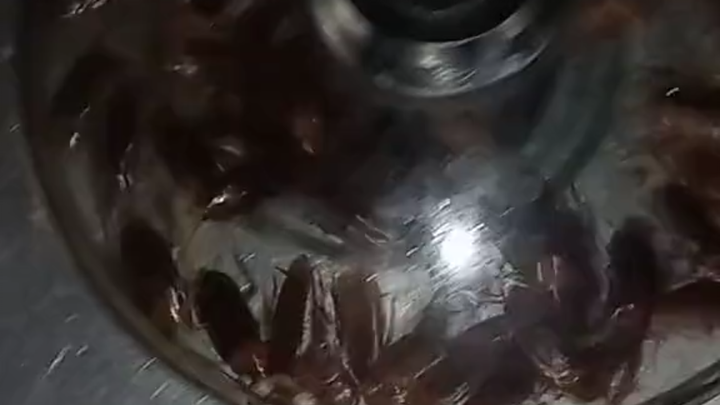 Tận dụng nguyên liệu sẵn có! Bổ dưỡng quá. Dung dịch phục hồi mới