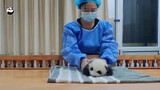 [ANIMAL]Adorable baby panda Duoduo