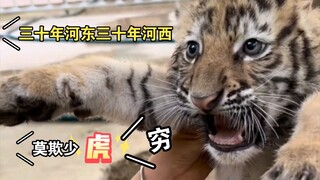 一口咬喜你！！！！信不信？？！！三十年河东三十年河西，莫欺少虎穷！！