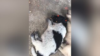 😎Bắt được 1 tên ko chịu ngủ __🐶❤️🥴 Mà đi phá đay 💋 chó_cưng  mongrangsaunaychungmaysegapdc1nguoichutot😊