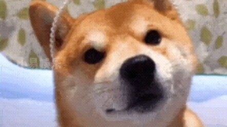 Let me see whose pet hasn’t danced to “Flowers” yet??