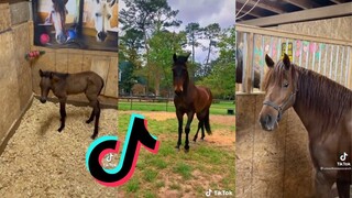 Horse Side of TikTok - Paso Fino Edition