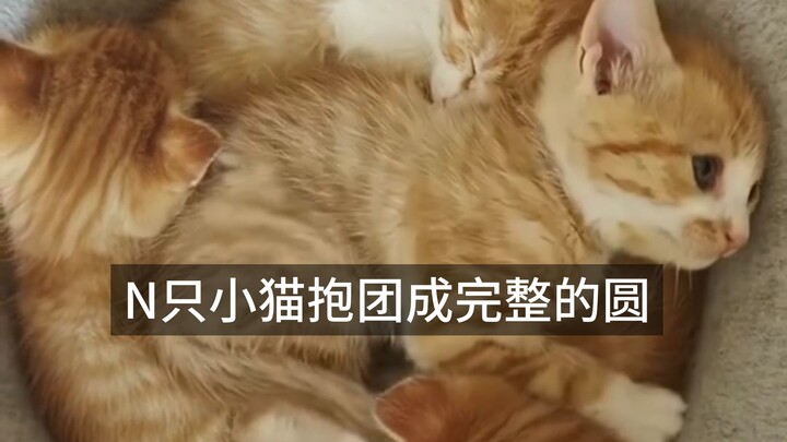 Tiga ekor anak kucing berpelukan membentuk lingkaran sempurna, siapa sangka justru menjadi sarang ba