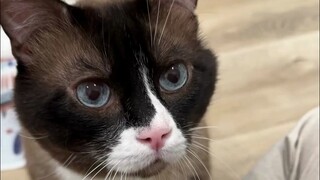 Một chú mèo "hung dữ", cô em gái đã biến nó thành một linh hồn bám dính chỉ trong một tháng