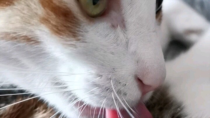 Looks like the "drink water" code has higher priority than the "lick fur" code.