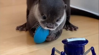 水獭宝宝与机器蜘蛛的对峙