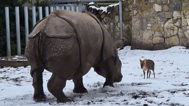 Rusa kecil menabrak badak