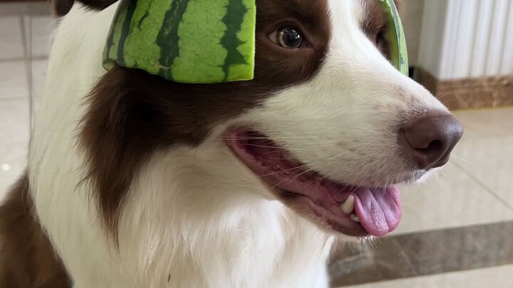 Summer-limited watermelon fishies—affordable yet super cute!