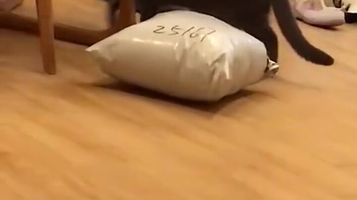 Trước mặt người khác thì như một con mèo, sau lưng lại là một con mèo khác.