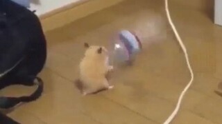 Tikus yang saya dukung