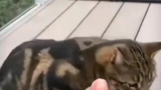 Tantangan Diam 1.0