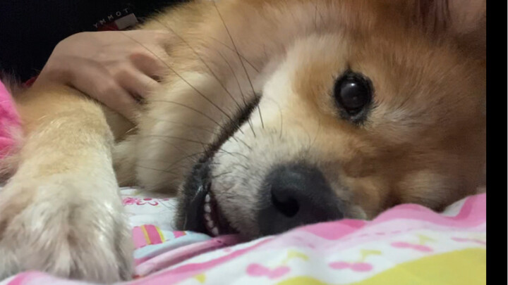 Mom’s Bed: I only go on it when I’m dirty; if I’m clean, I stay far away!