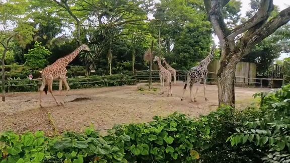hi singapore