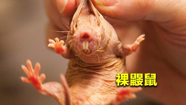 Chuột chũi trụi lông có ngoại hình vô cùng xấu xí, vậy tại sao lại miễn nhiễm với ung thư? Xem xong 