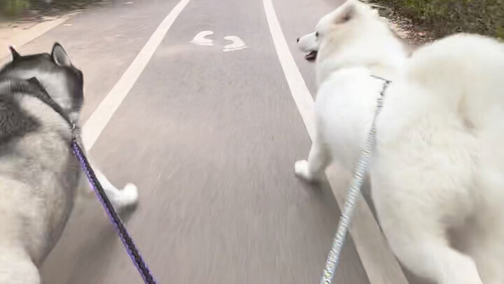 Youth has no price tag, dog carts go straight to Lhasa