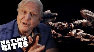 Scorpion VS Centipede: A Deadly Fight | David Attenborough's Micro Monsters | Nature Bites